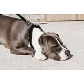 Kentucky Collier Teddy Fleece Noir Kentucky Collier Teddy Fleece Noir