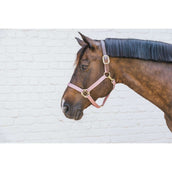 Kentucky Licol Nylon Breakaway Rose Vieux Kentucky Licol Nylon Breakaway Rose Vieux