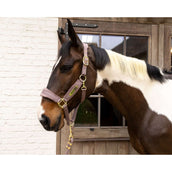 Kentucky Licol Velvet Lilas Kentucky Licol Velvet Lilas