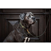 Kentucky Collier Plaited Nylon Olive Vert Kentucky Collier Plaited Nylon Olive Vert