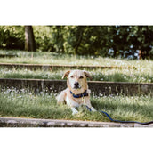 Kentucky Collier Plaited Nylon Marin Kentucky Collier Plaited Nylon Marin