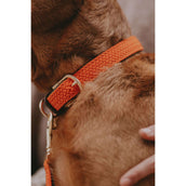 Kentucky Collier Plaited Nylon Orange Kentucky Collier Plaited Nylon Orange