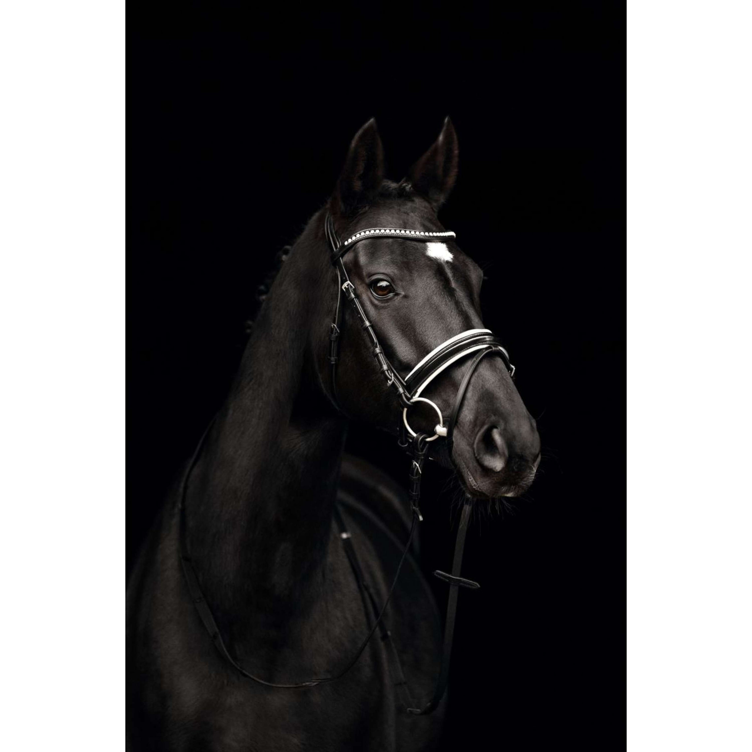 Kieffer Bridon Comfort Paris Anglais Muserolle avec Noseband, Noir Technique, Vernis, 35mm Noir/Blanc Kieffer Bridon Comfort Paris Anglais Muserolle avec Noseband, Noir Technique, Vernis, 35mm Noir/Blanc