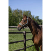 Kingsland Ensemble Licol KLLucca Green Agave Kingsland Ensemble Licol KLLucca Green Agave