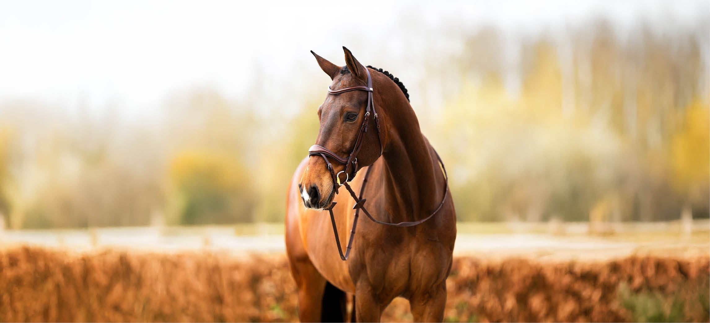 Quelle bride BR vous convient, à vous et à votre cheval ?