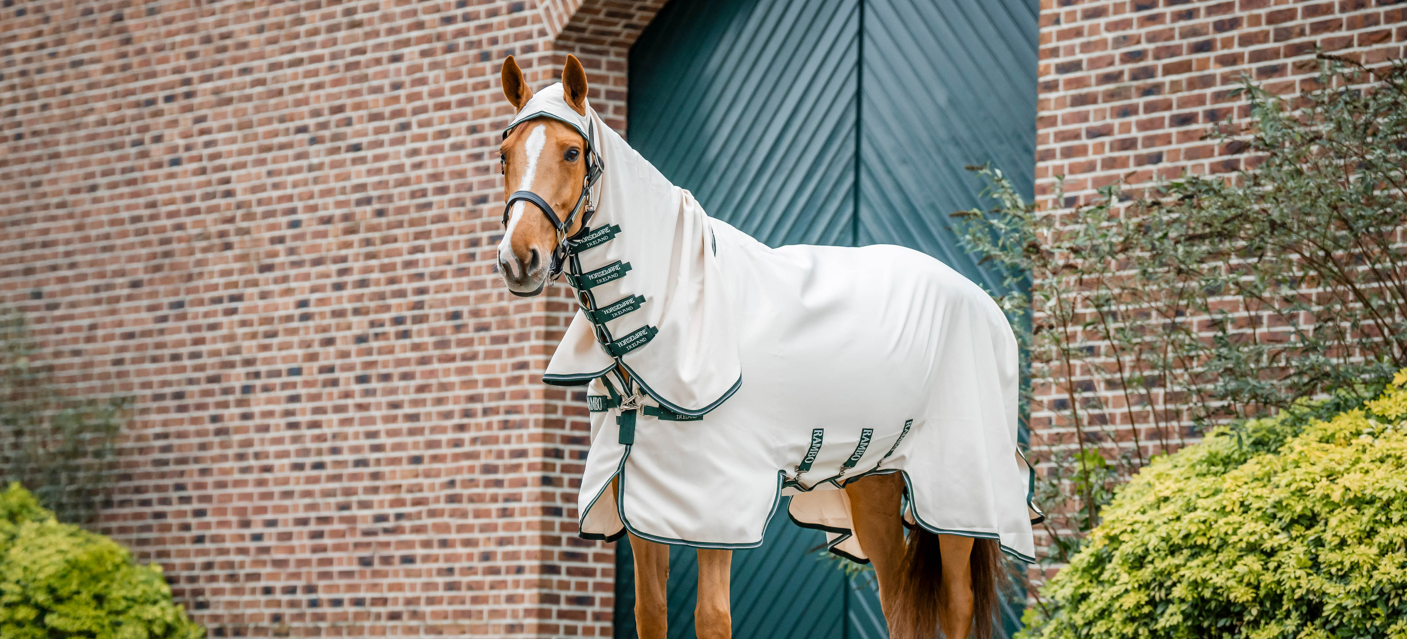 Couverture Anti-eczéma : comment choisir la bonne pour votre cheval