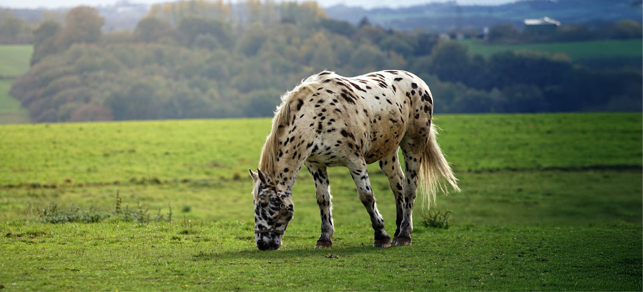 Vitamines pour les chevaux : tout ce que vous devez savoir