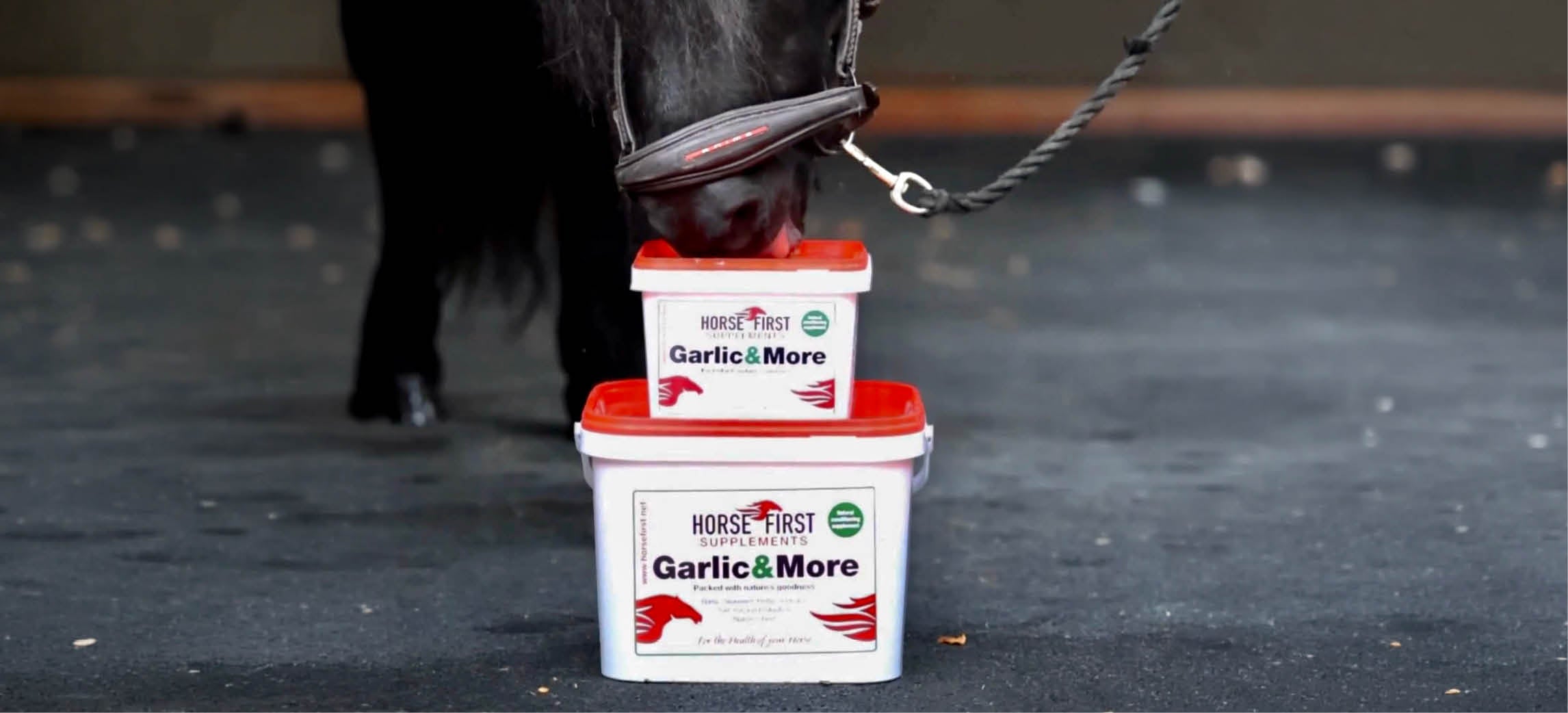 Préparer votre cheval à l’automne : le guide saisonnier Horse First
