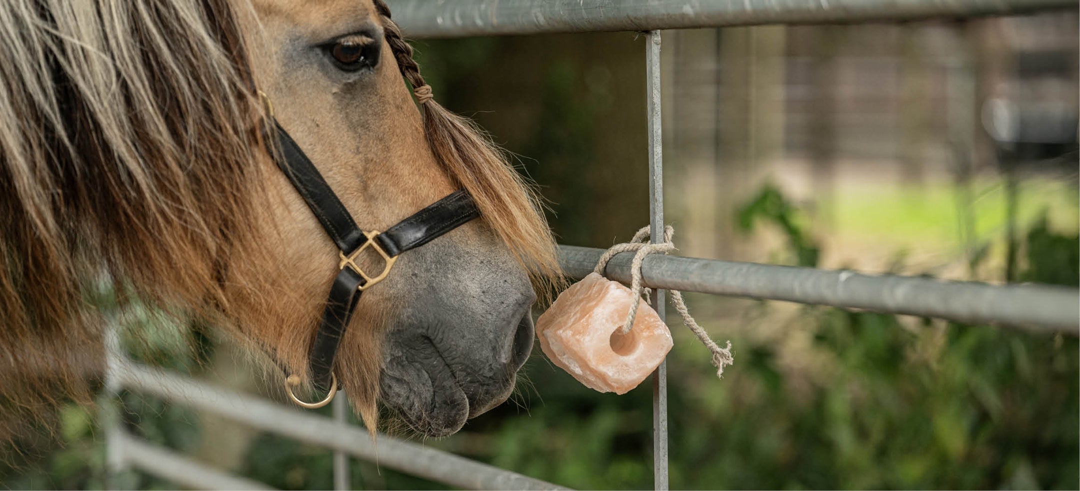 Minéraux pour chevaux : les briques d'un cheval en bonne santé