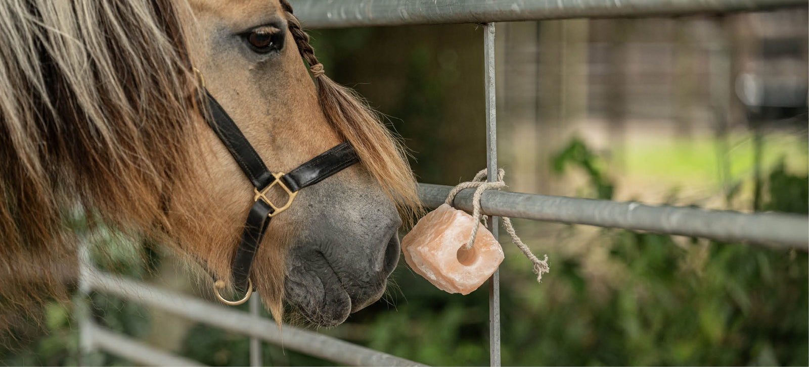 Minéraux pour chevaux : les briques d'un cheval en bonne santé