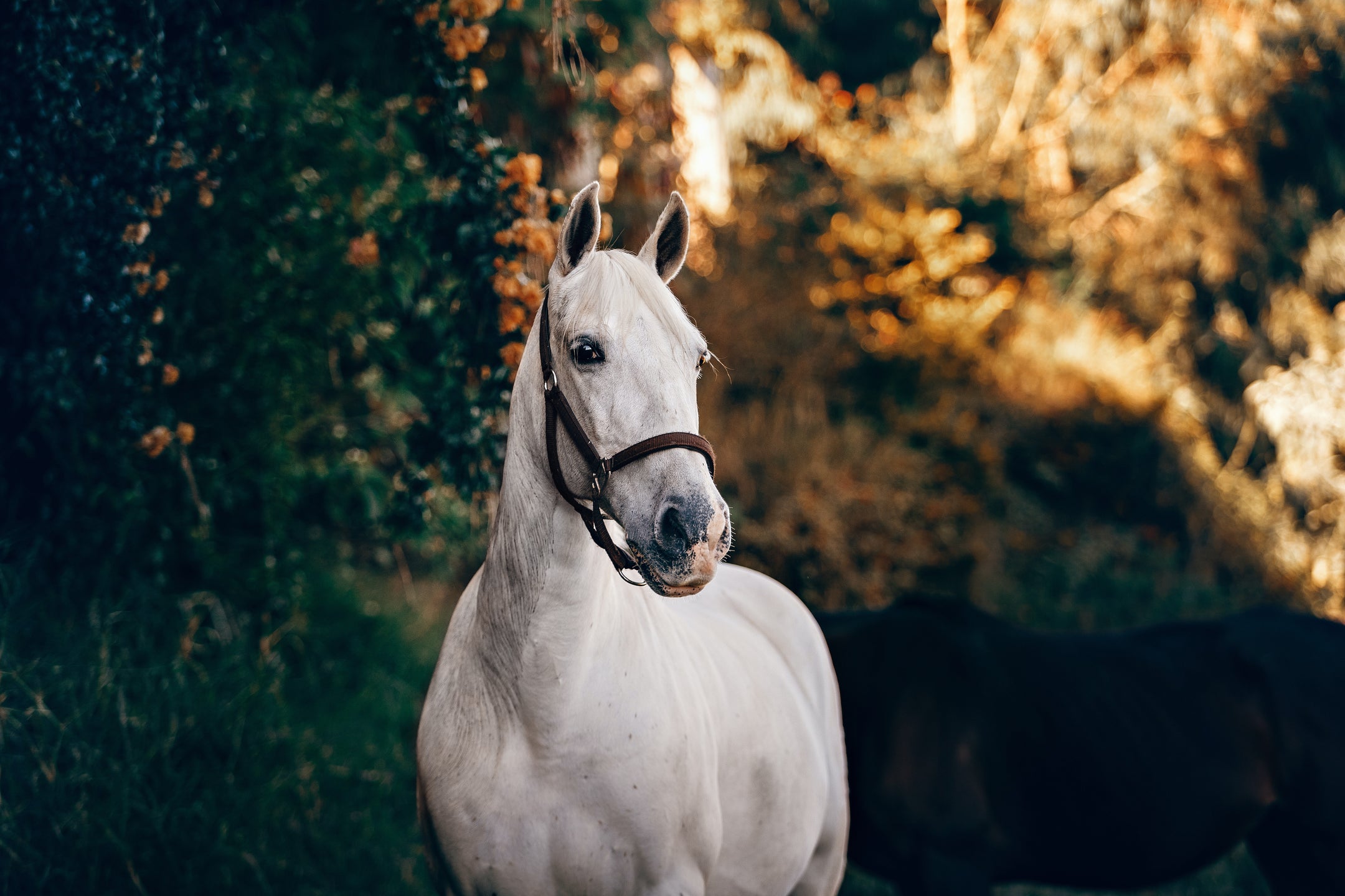 Comment soutenir les muscles de votre cheval avec Horse Flex ?