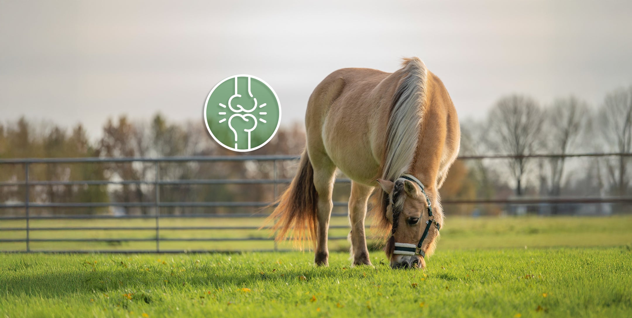 Des articulations saines et souples chez un cheval