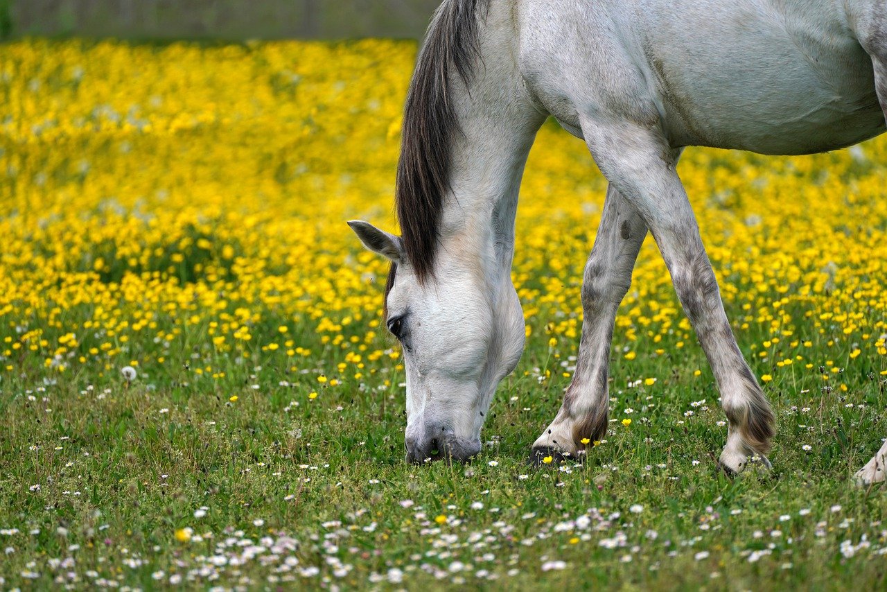Herbe de printemps: dangers et conseils