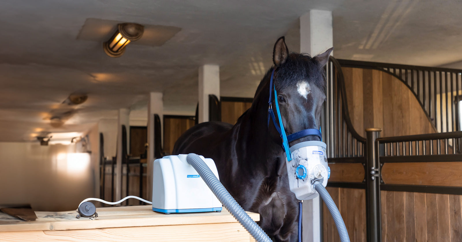 Affections des voies respiratoires chez les chevaux