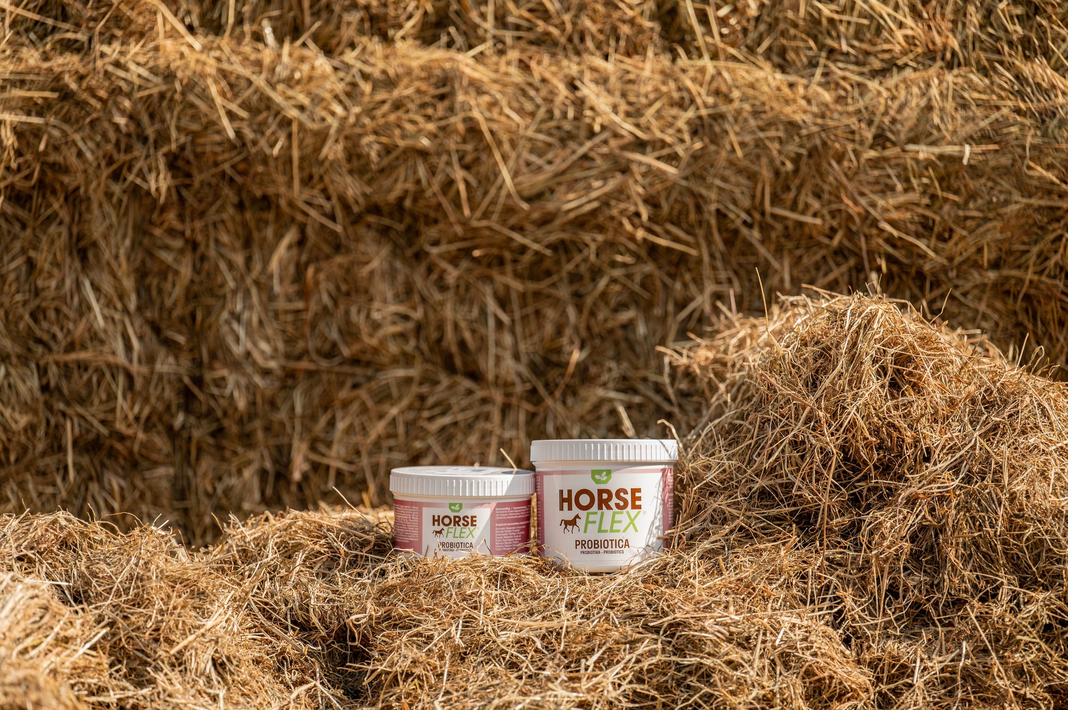 L'importance d'une flore intestinale saine chez les cheveaux