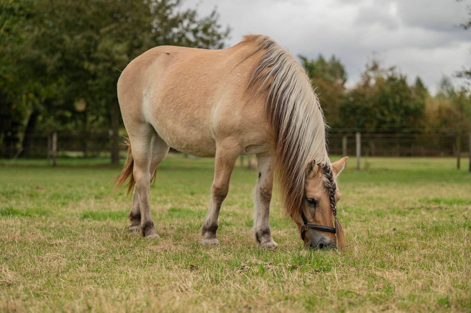 Metazoa : l'aliment sain pour chevaux qui convient également aux chevaux frileux !