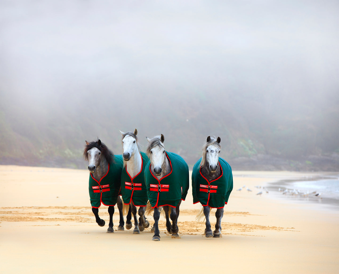 Saviez-vous que... Vous pouvez trouver tout ce qui concerne les couvertures de chevaux chez Agradi ?