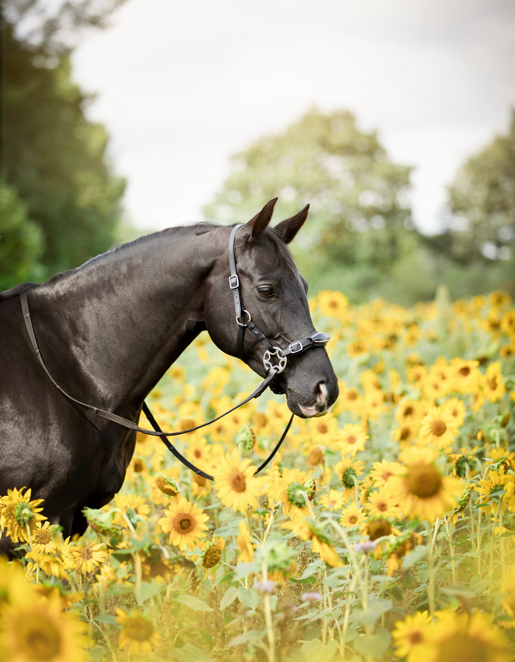 Tout sur... L'équitation sans mors !