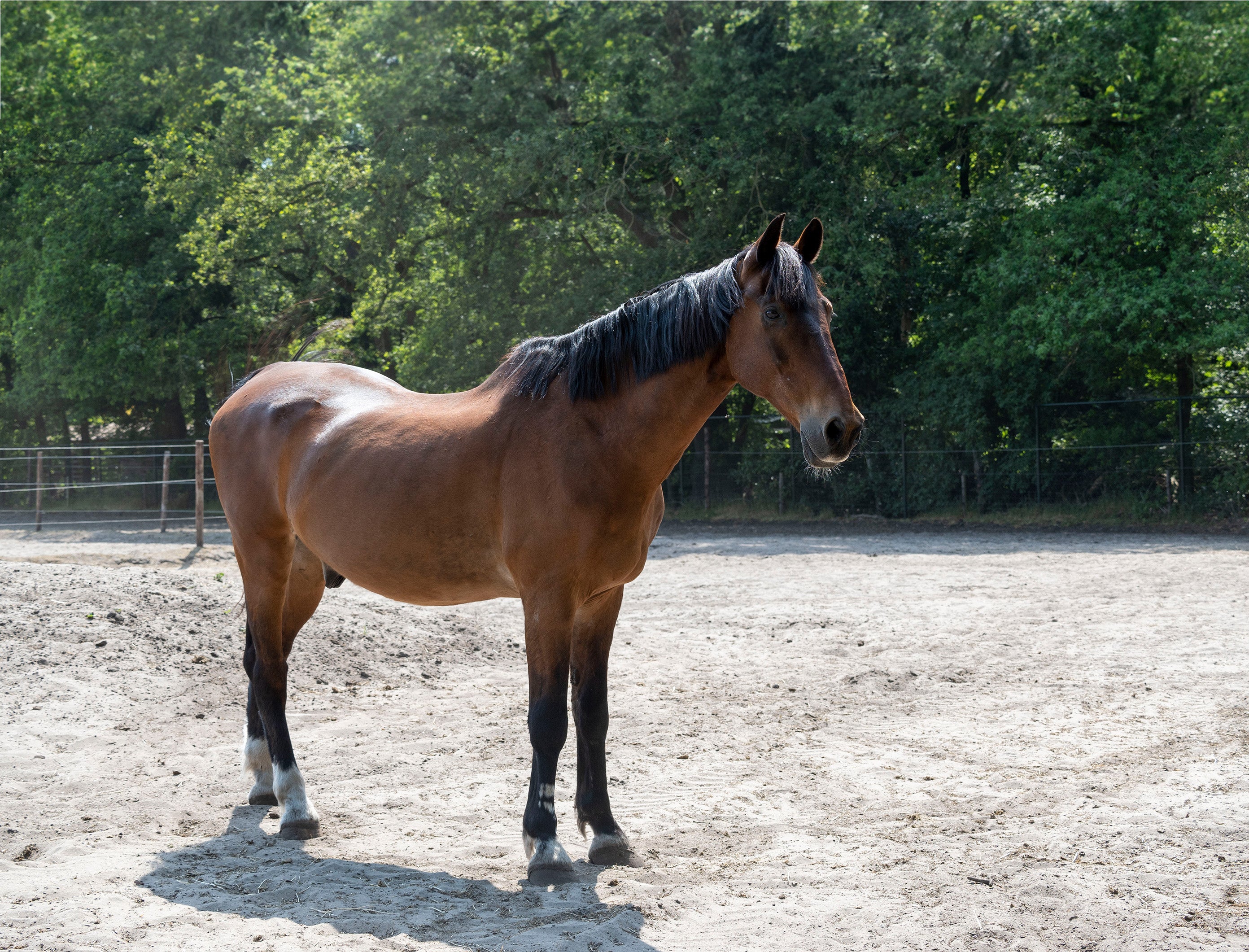 Pavo : Le vieux cheval