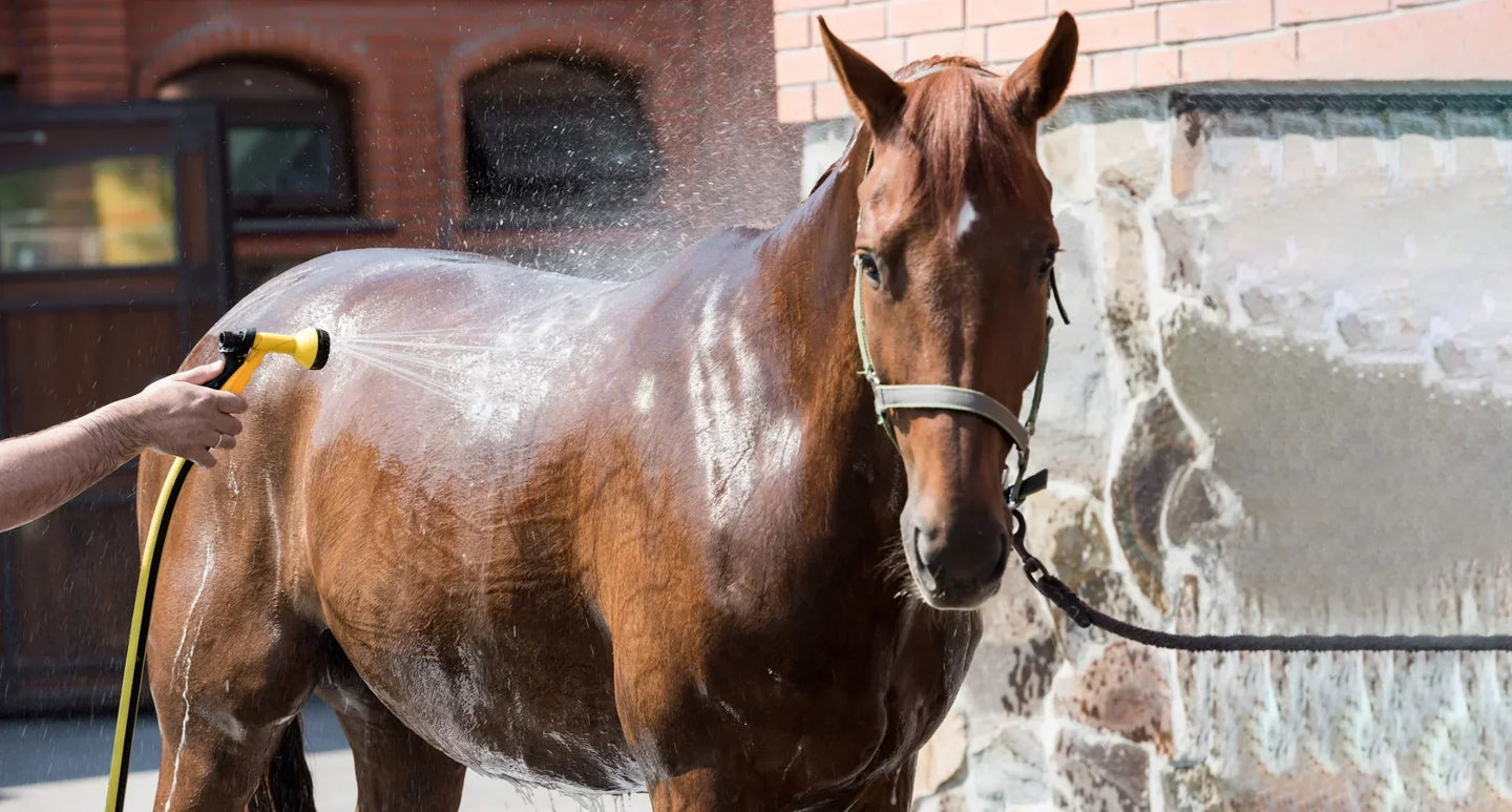 Comment prevenir le stress thermique chez votre cheval