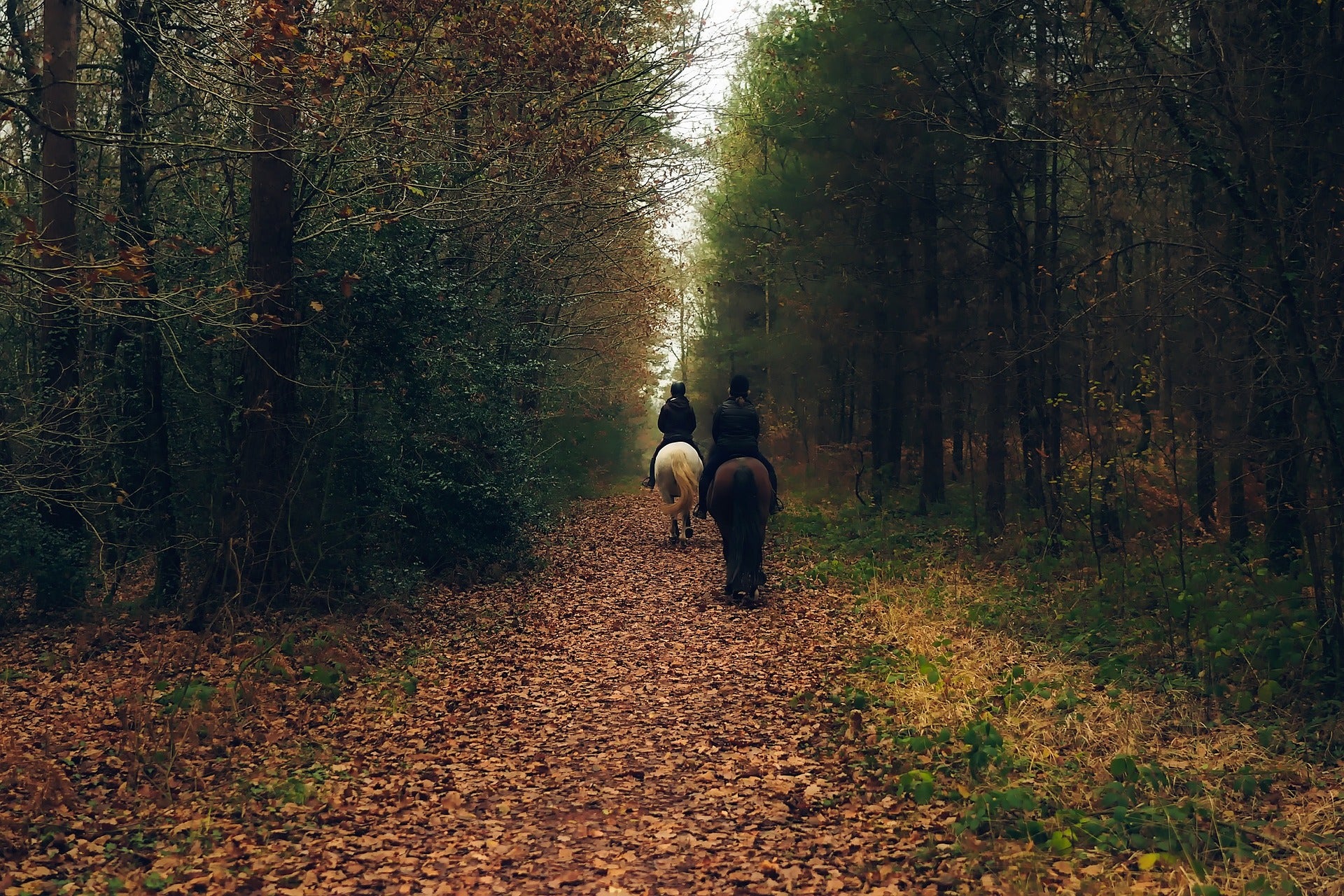 Conseils pour une balade en plein air en automne !