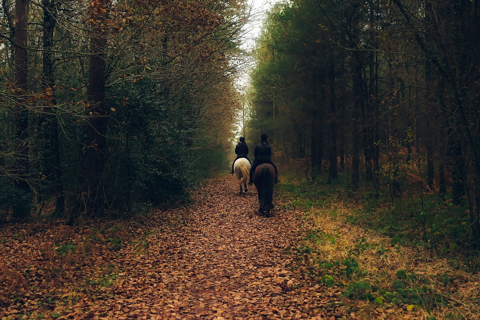 Conseils pour une balade en plein air en automne !