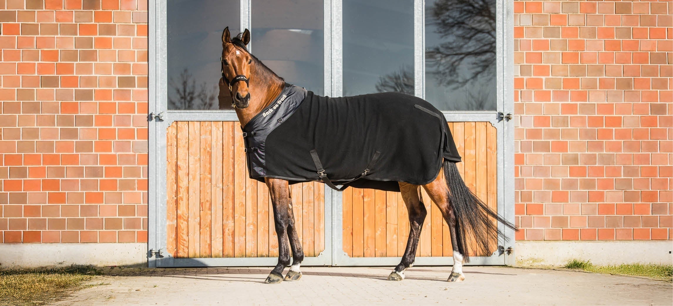 Quand utiliser une couverture séchante pour votre cheval ?