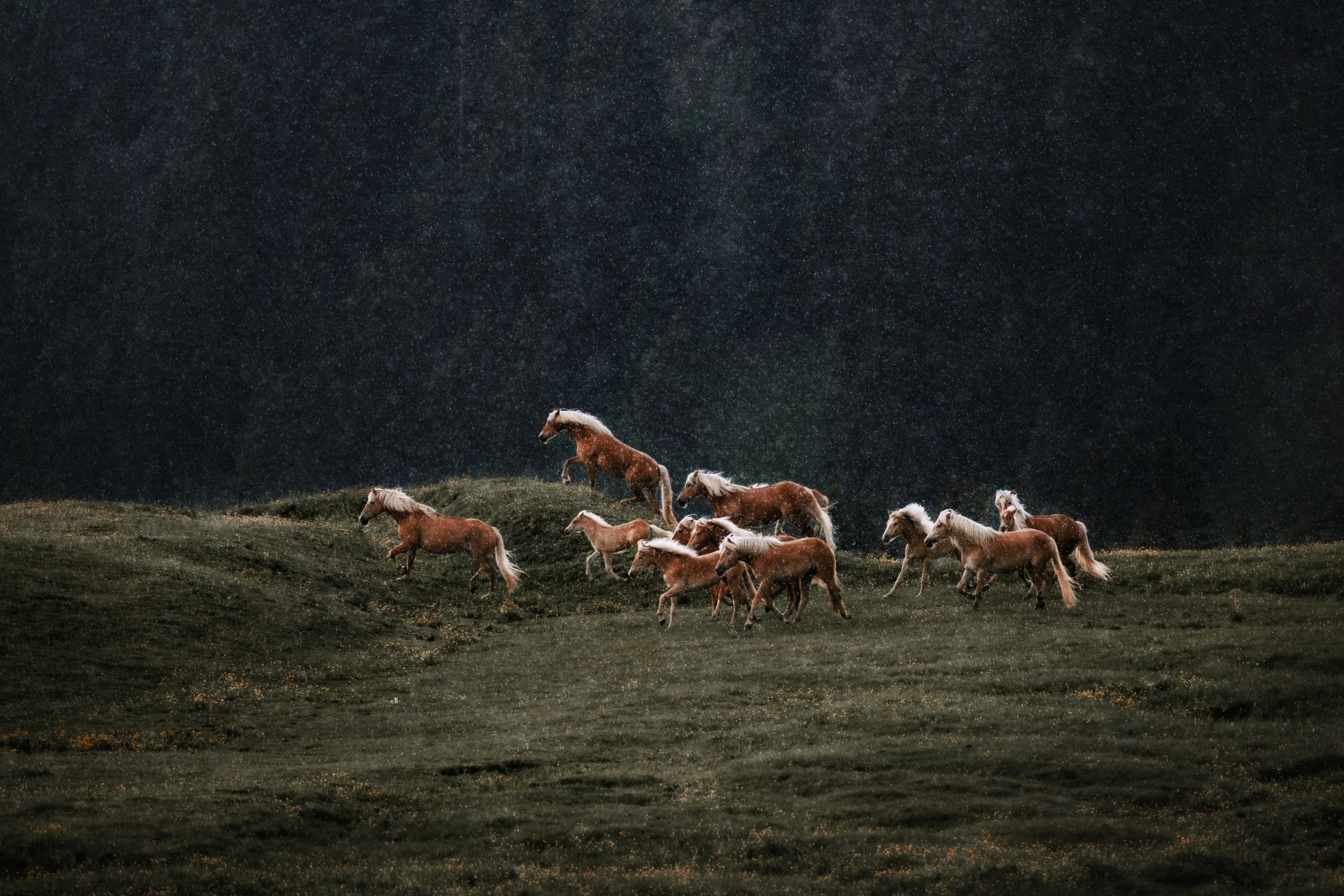 Metazoa : La force de la nature, dans chaque bouchée pour un cheval en bonne santé et éclatant.