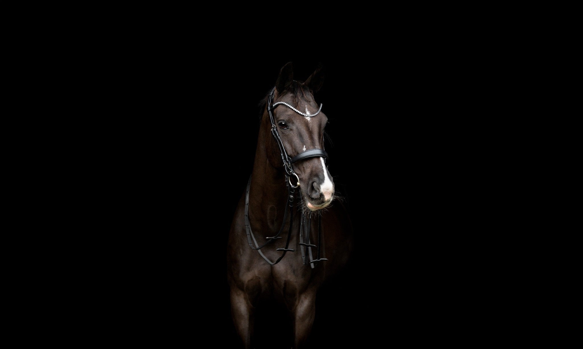 Catago Gentle Bridle : la bride du futur