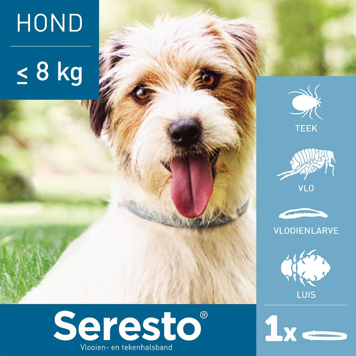 Seresto Collier Anti-Puces et Anti-Tiques Petit Chien jusqu'à 8kg