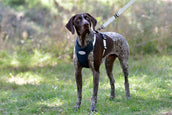 Weatherbeeta Harnais pour Chien Explorer Marin