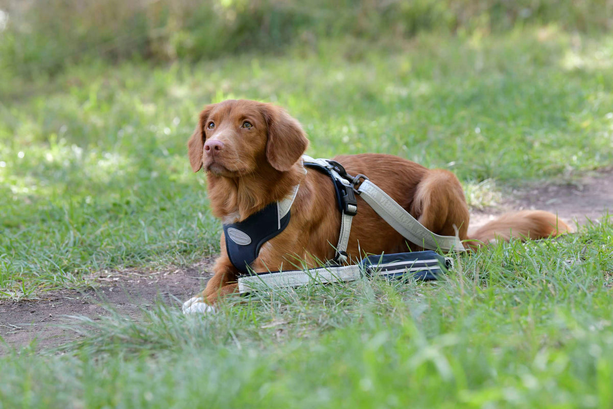 Weatherbeeta Laisse pour Chien Explorer Marin