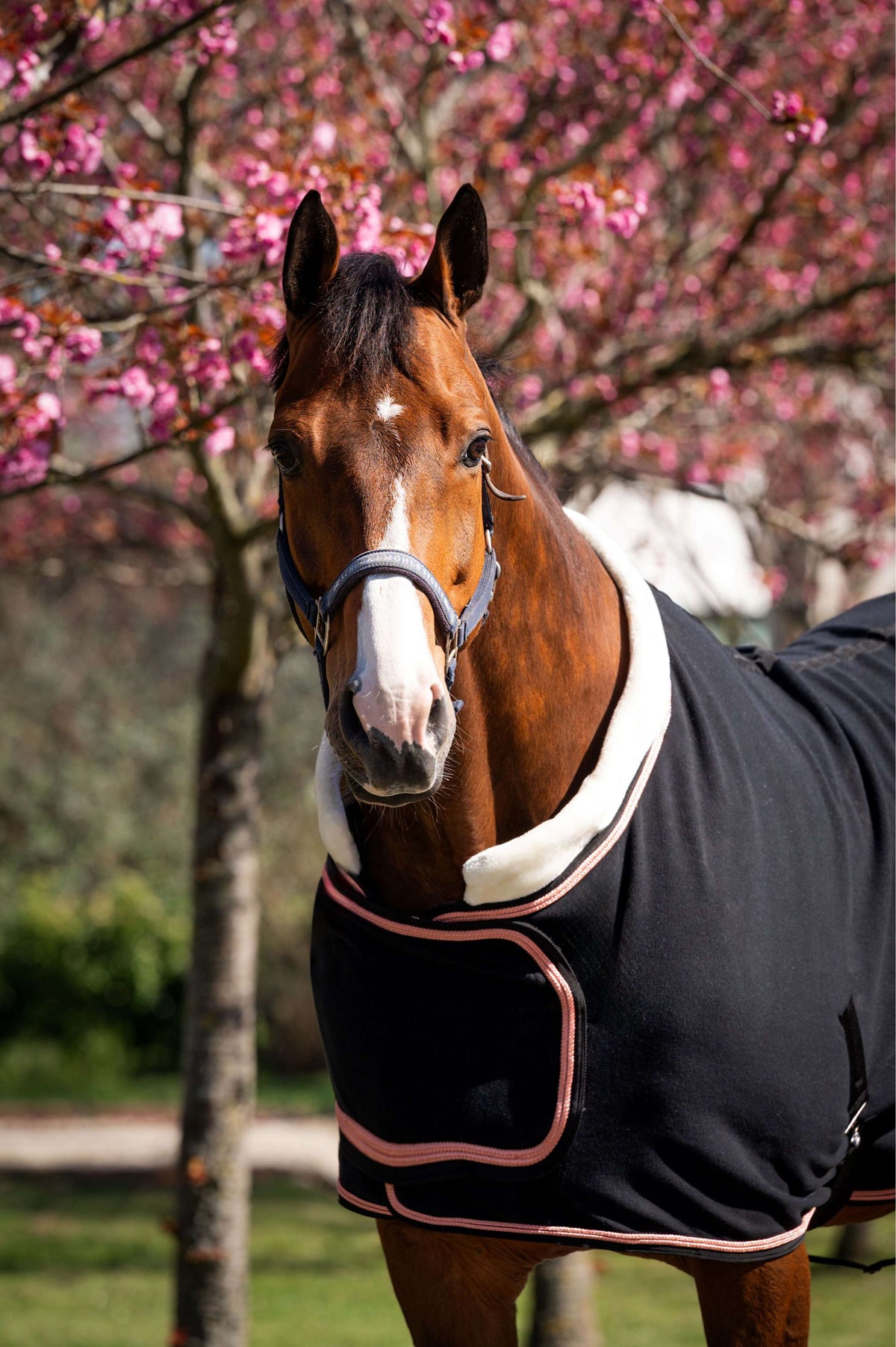 HB Couverture de Concours Showtime Rose Gold Noir