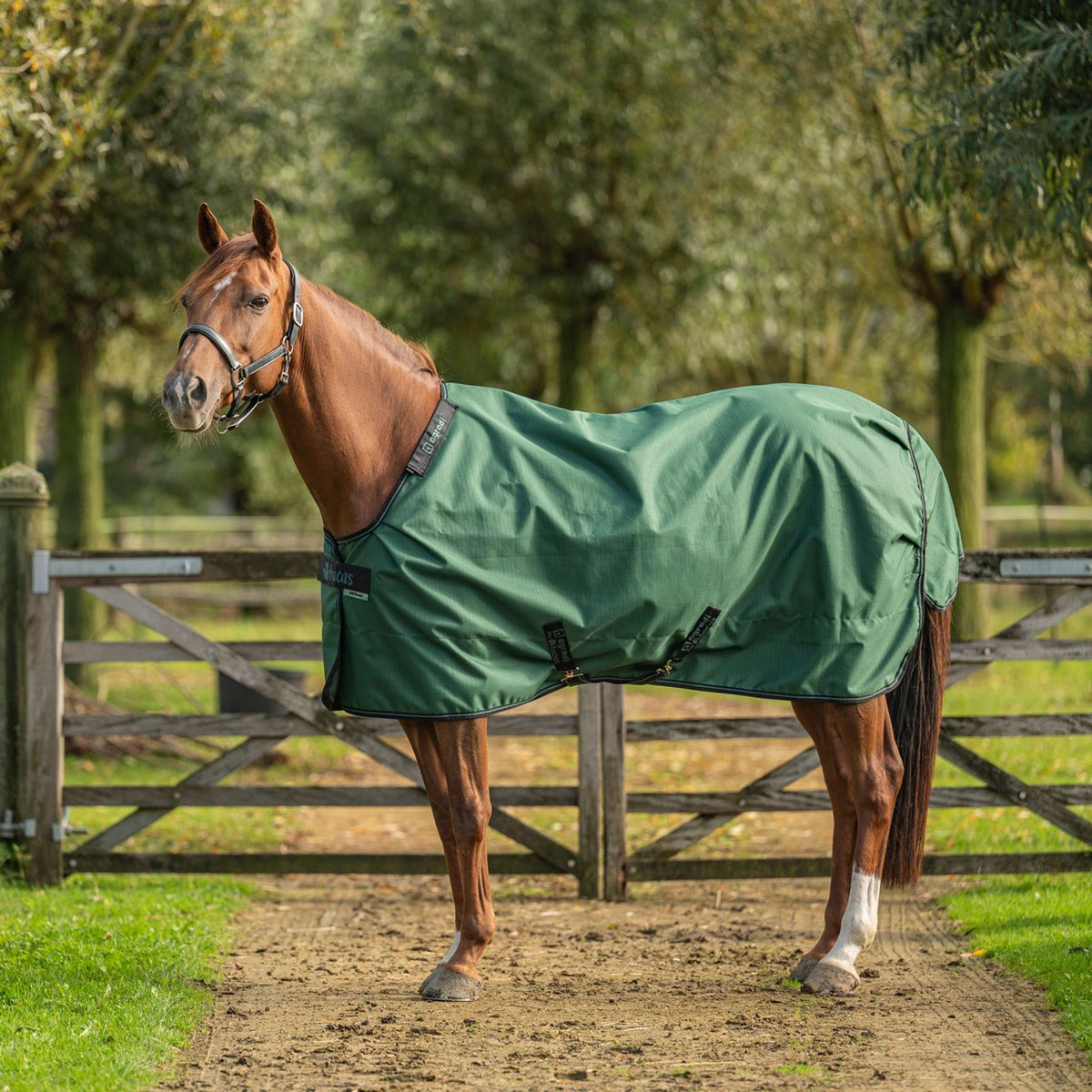 Agradi by Bucas Turnout Rug 0g Vert/Noir