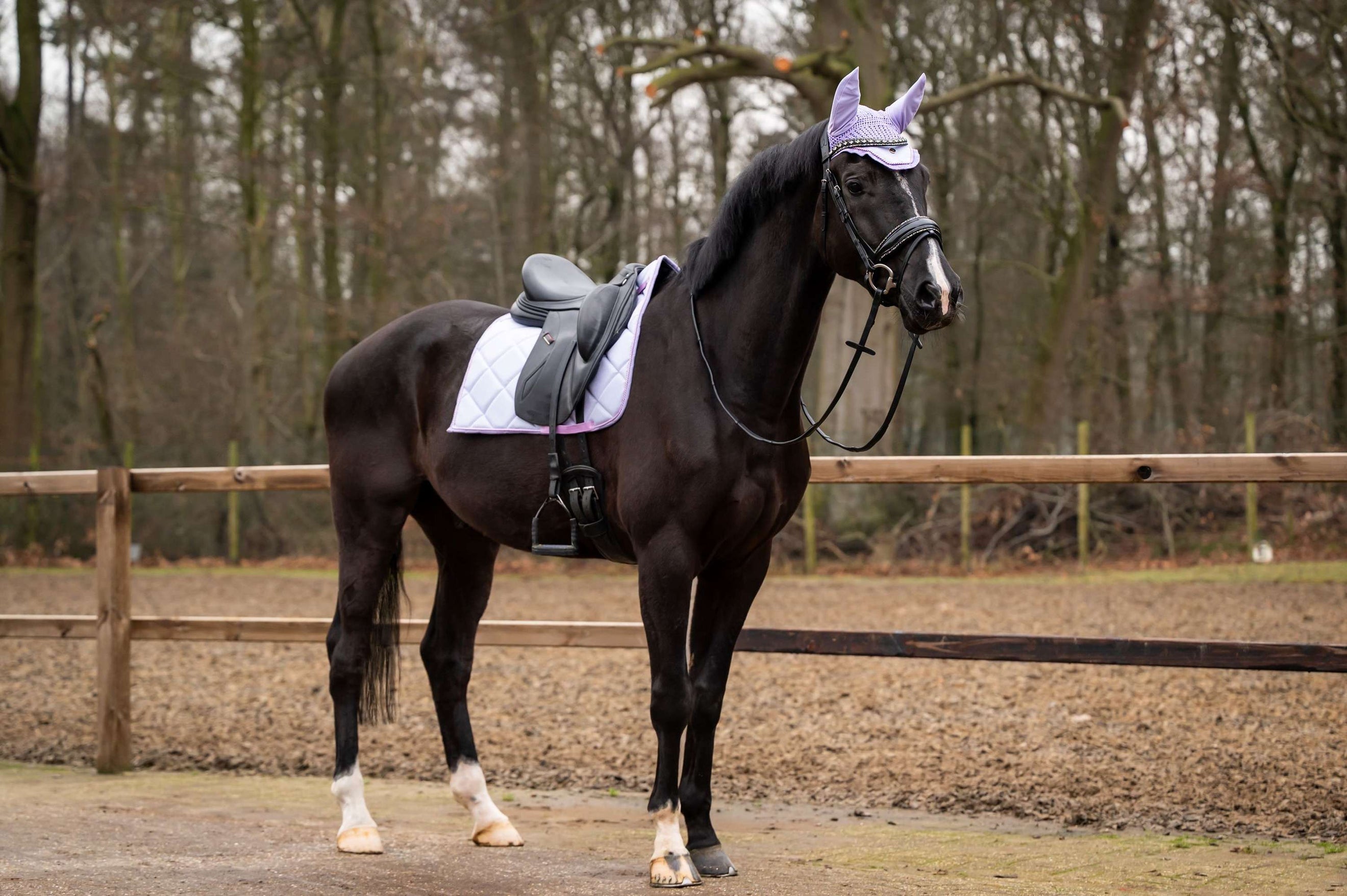 Showtime Tapis de Selle Spring Dressage Lilas Showtime Tapis de Selle Spring Dressage Lilas
