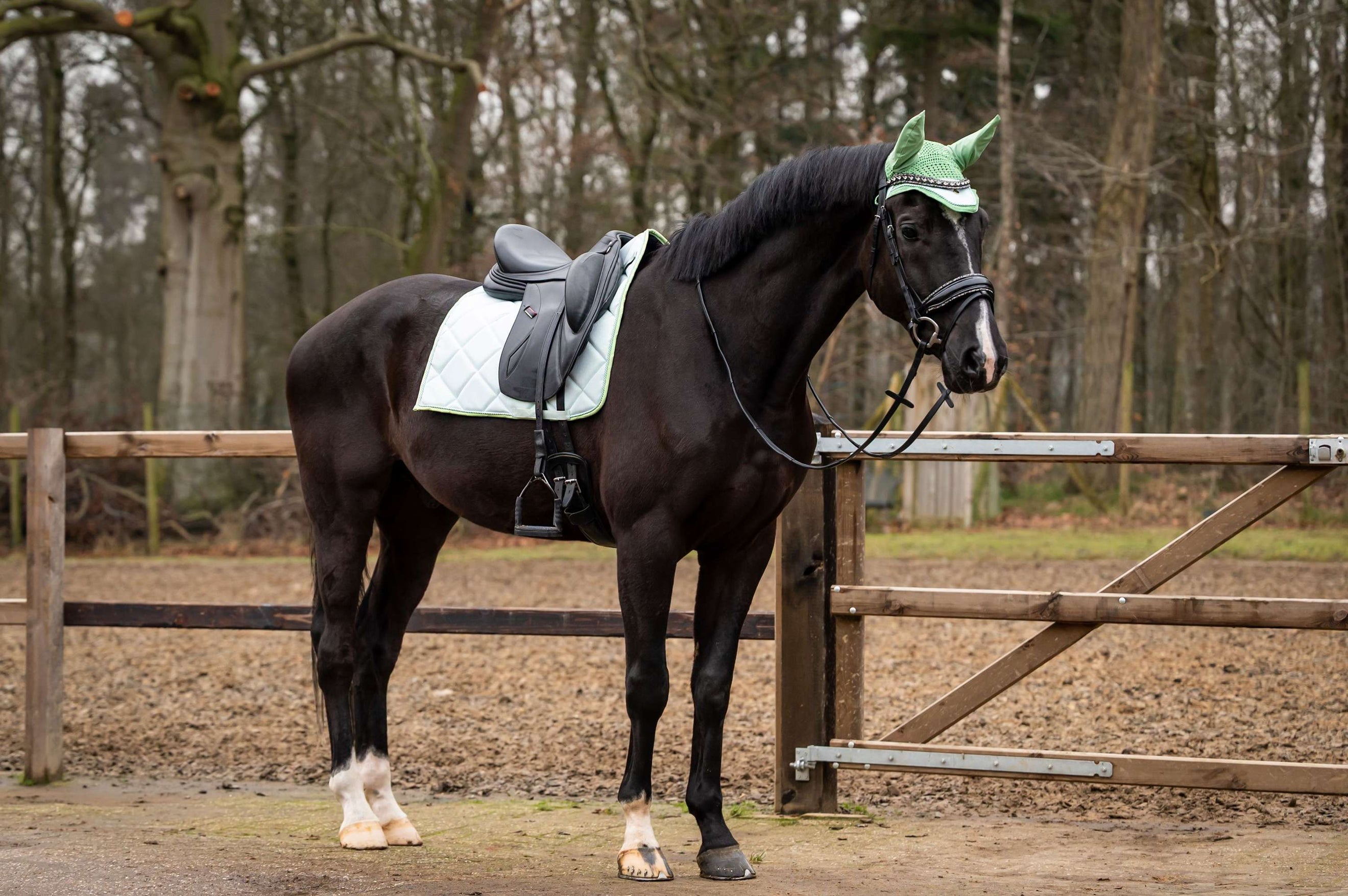 Showtime Tapis de Selle Spring Dressage Vert menthe Showtime Tapis de Selle Spring Dressage Vert menthe