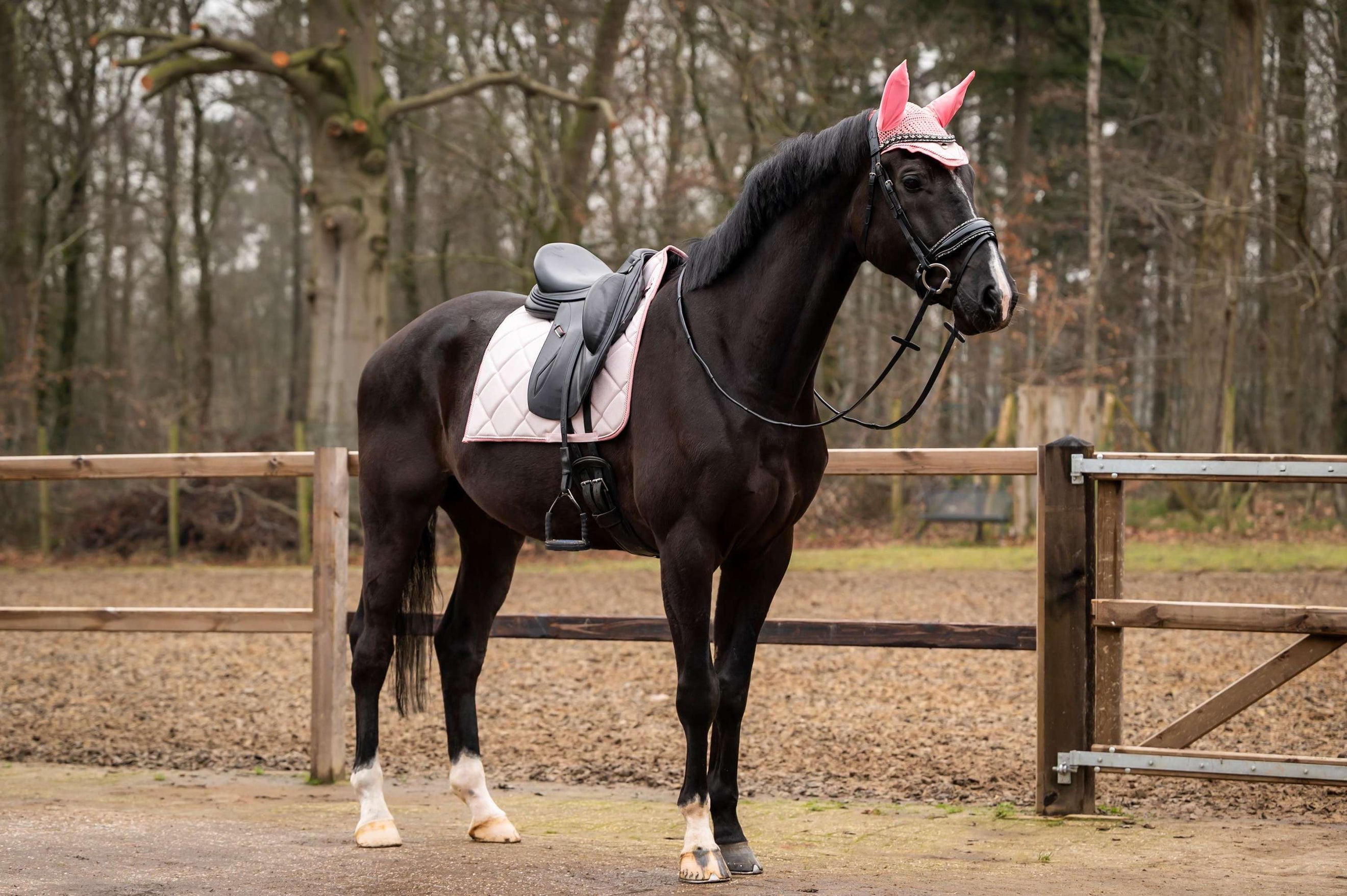 Showtime Tapis de Selle Spring Dressage Rose Showtime Tapis de Selle Spring Dressage Rose