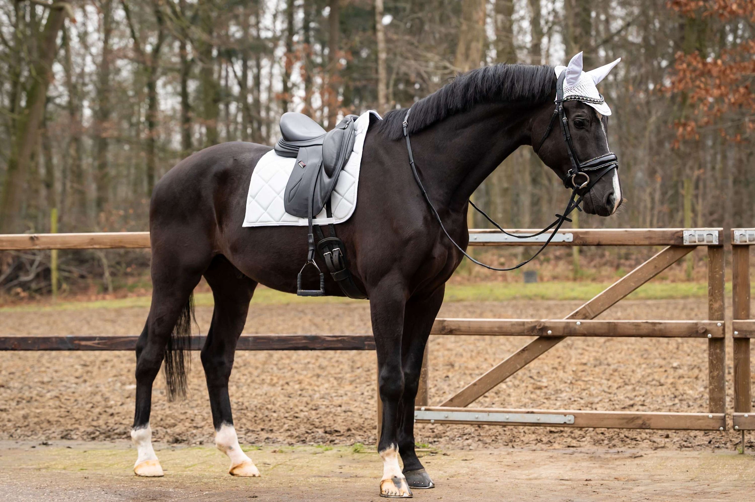 Showtime Tapis de Selle Spring Dressage Argent Showtime Tapis de Selle Spring Dressage Argent