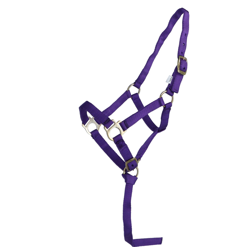 Norton Licol pour Poulain avec Ligne Violet