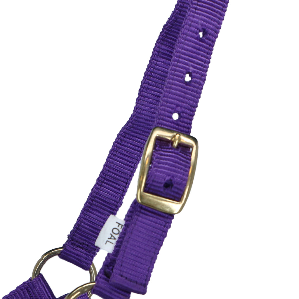 Norton Licol pour Poulain avec Ligne Violet