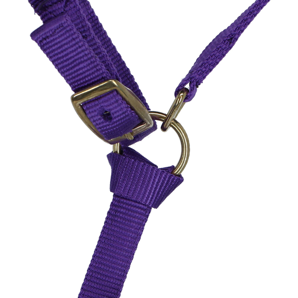 Norton Licol pour Poulain avec Ligne Violet