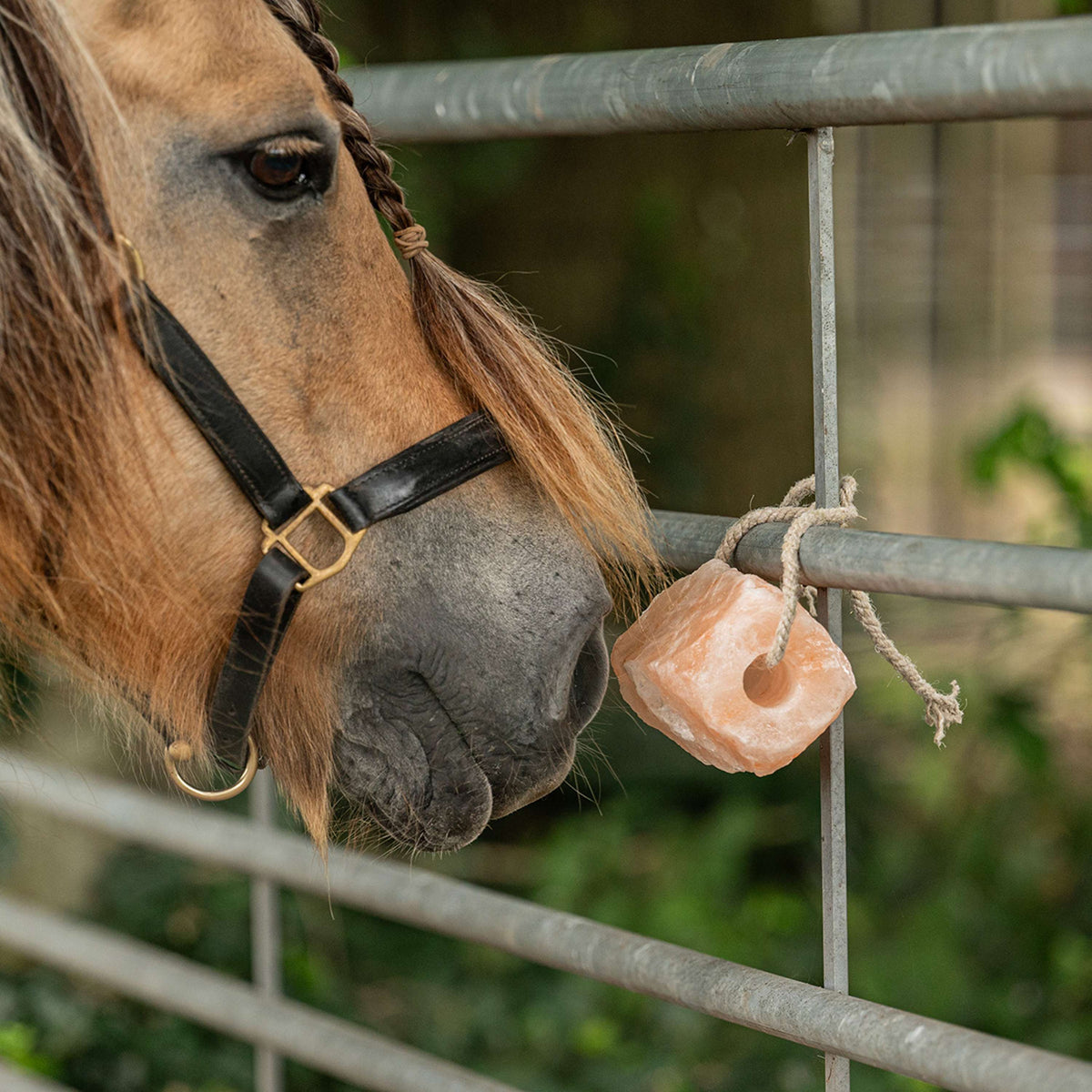 Agradi Health Pierre à Lécher Himalaya