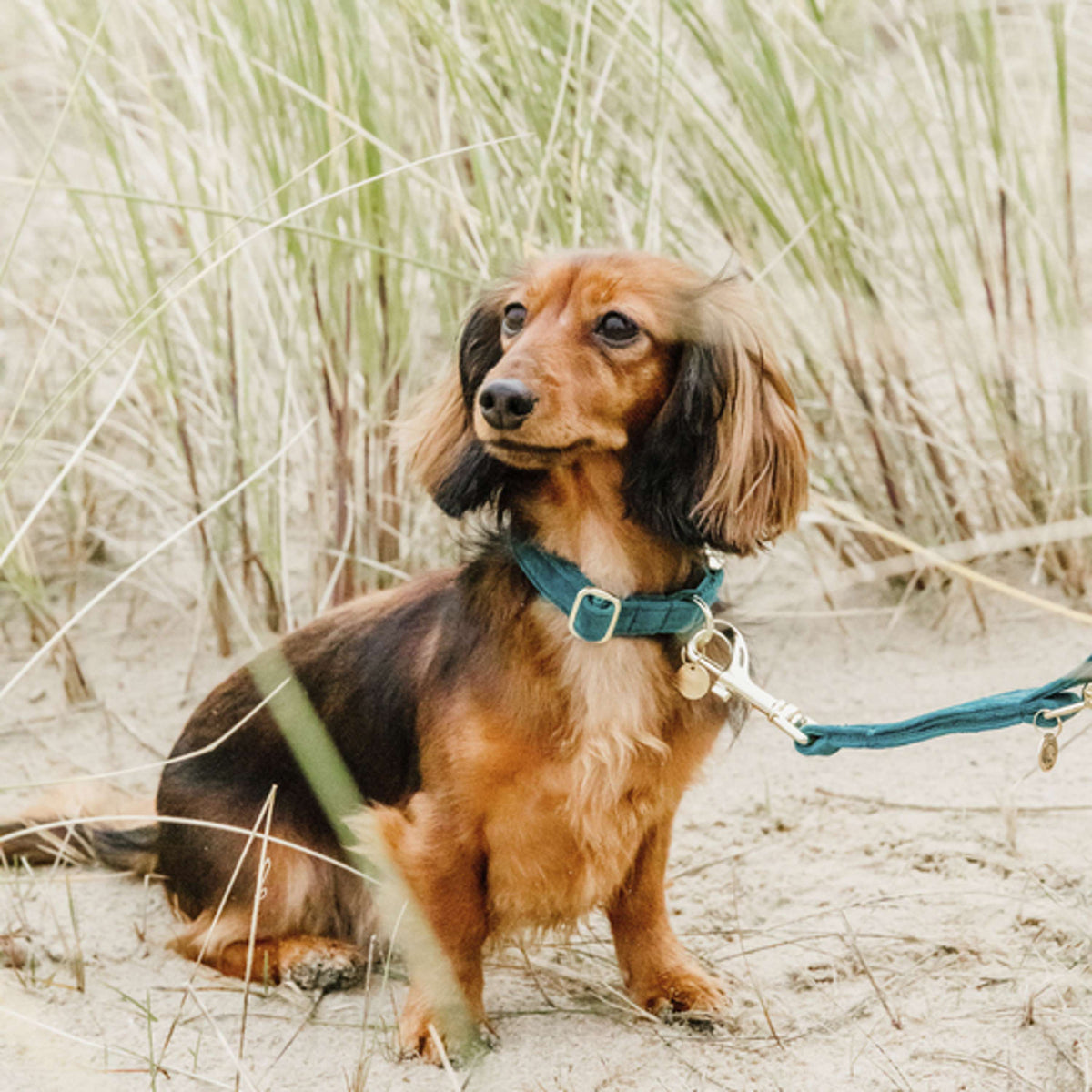 Kentucky Laisse pour Chien velours Émeraude