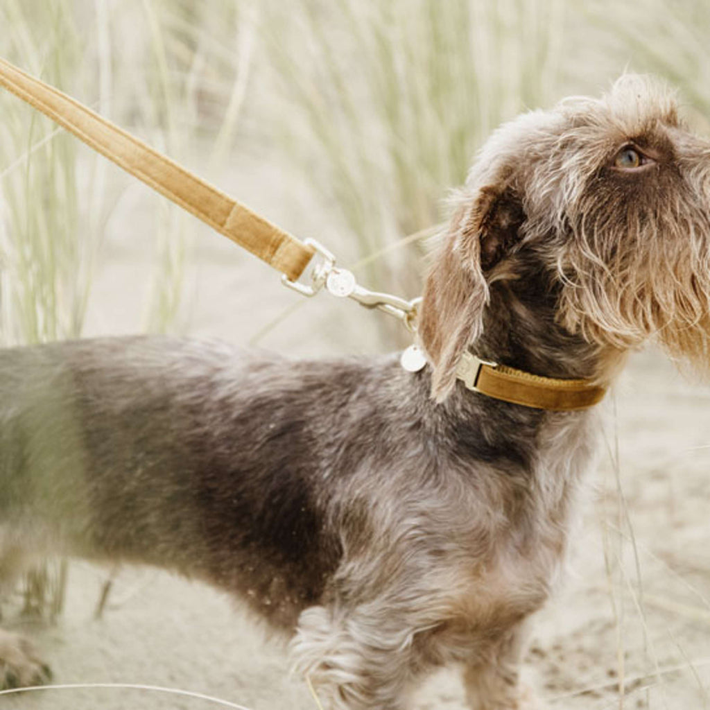 Kentucky Laisse pour Chien velours Moutarde