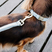 Kentucky Collier pour Chien Laine Bleu clair