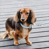 Kentucky Collier pour Chien Laine Bleu clair