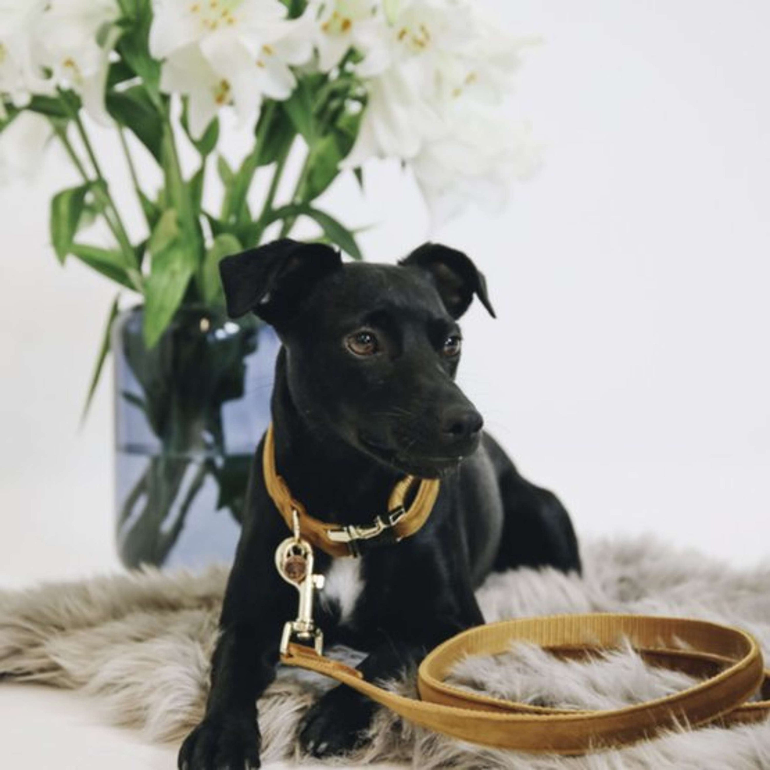 Kentucky Collier velours Moutarde Kentucky Collier velours Moutarde