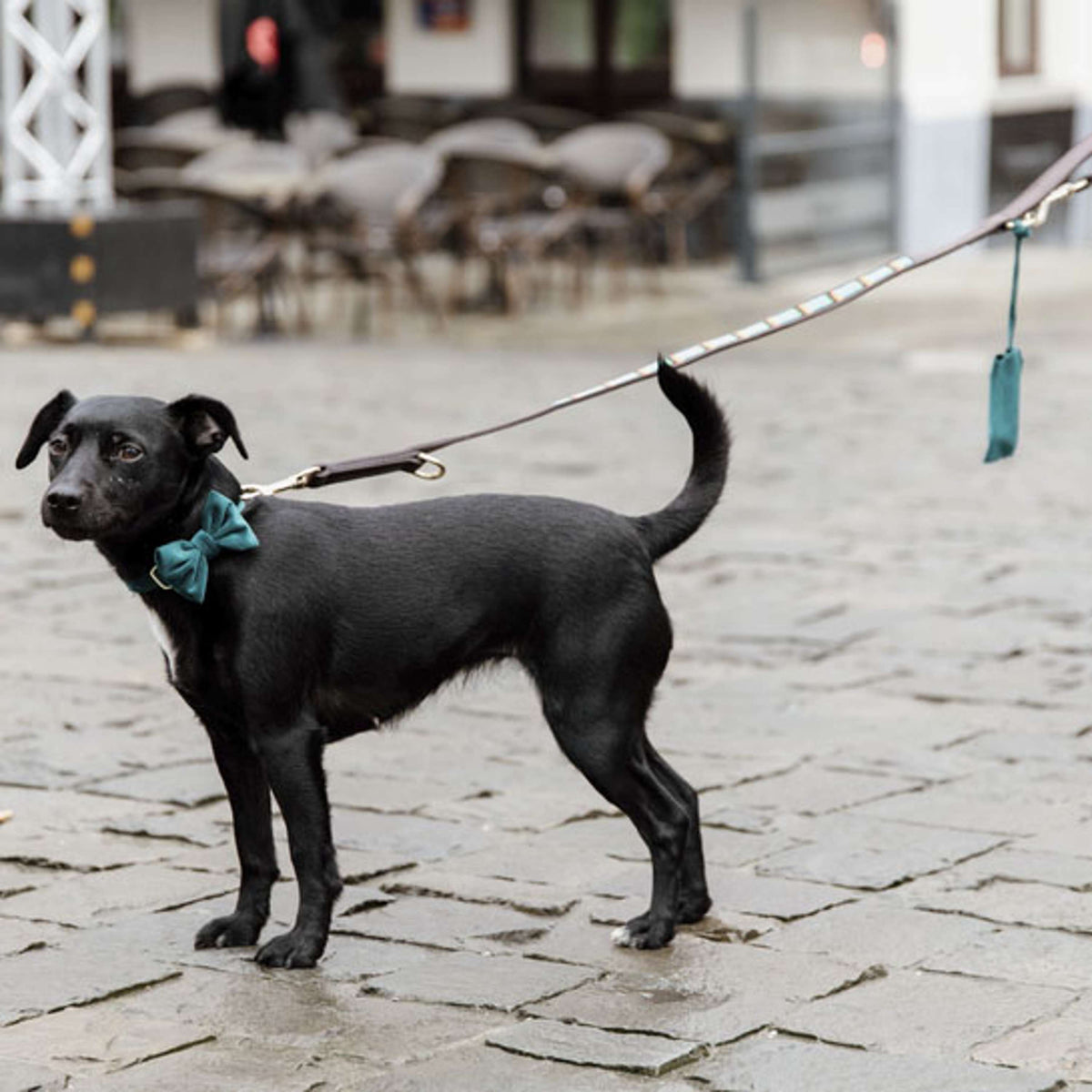 Kentucky Laisse pour Chien Perles Artisanales Bleu clair