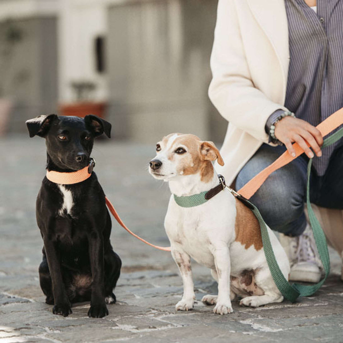 Kentucky Laisse pour Chien Jacquard Neon Orange