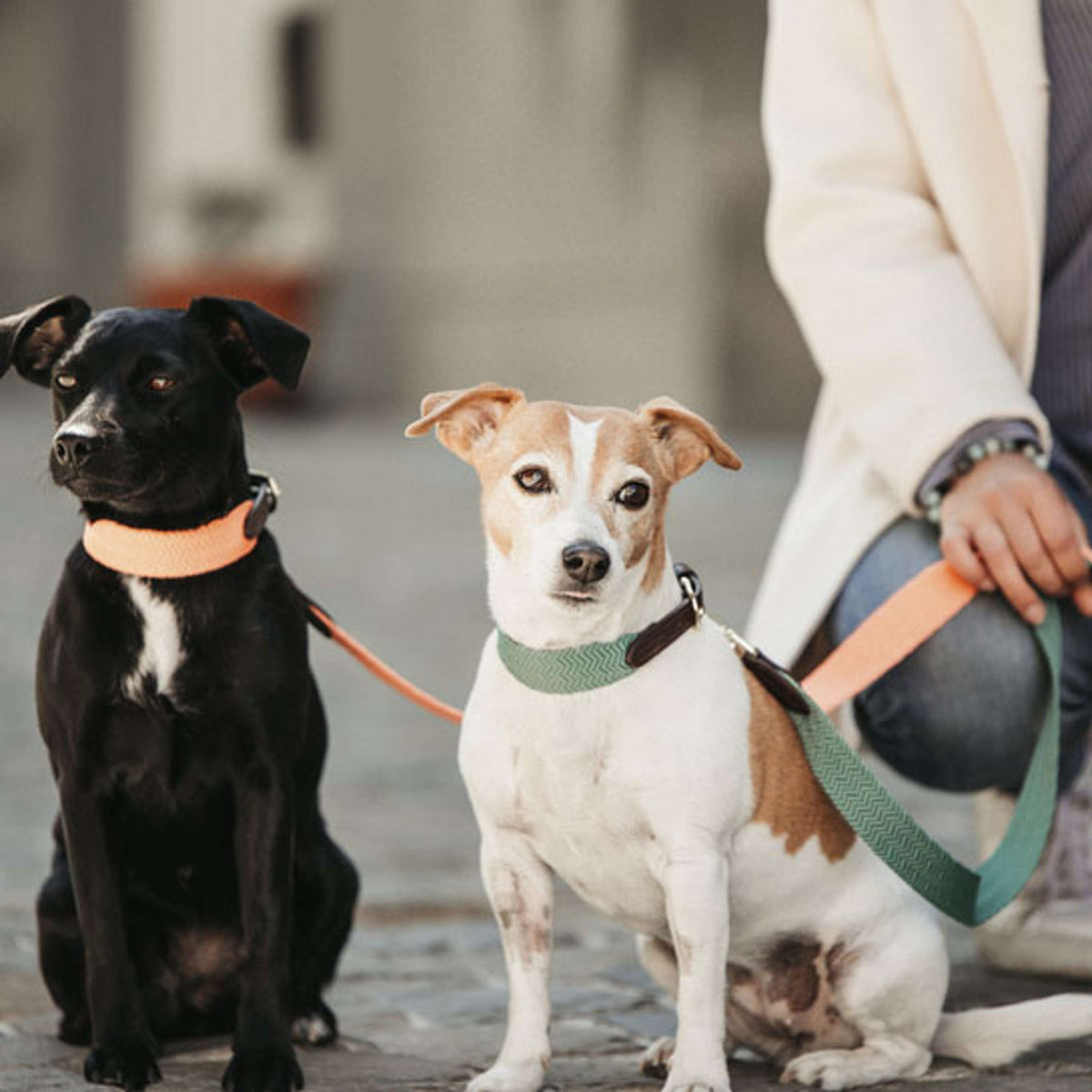 Kentucky Laisse pour Chien Jacquard Neon Orange